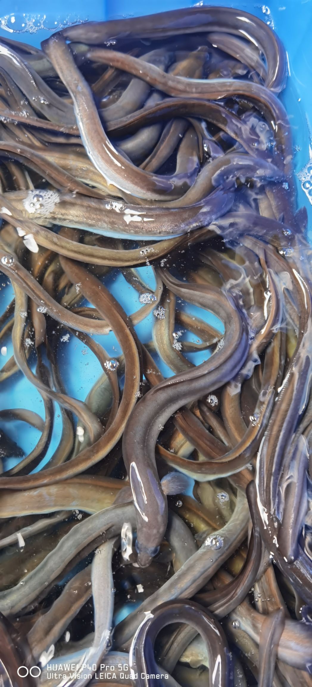[鳗鱼苗批发]鳗鱼苗 日本鳗鱼价格6元/条 - 惠农网