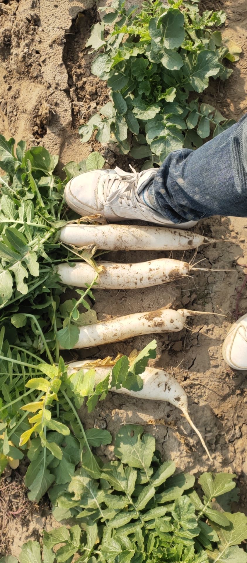 供应大厅  蔬菜 萝卜 商家 身份认证: 经营模式:种植户/种植企业