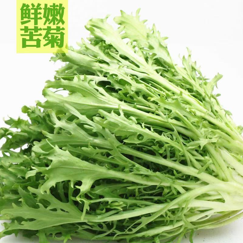 苦菊 云南产区精品蔬菜合作社产地直销提供优质货源,水菜,特菜,野菜