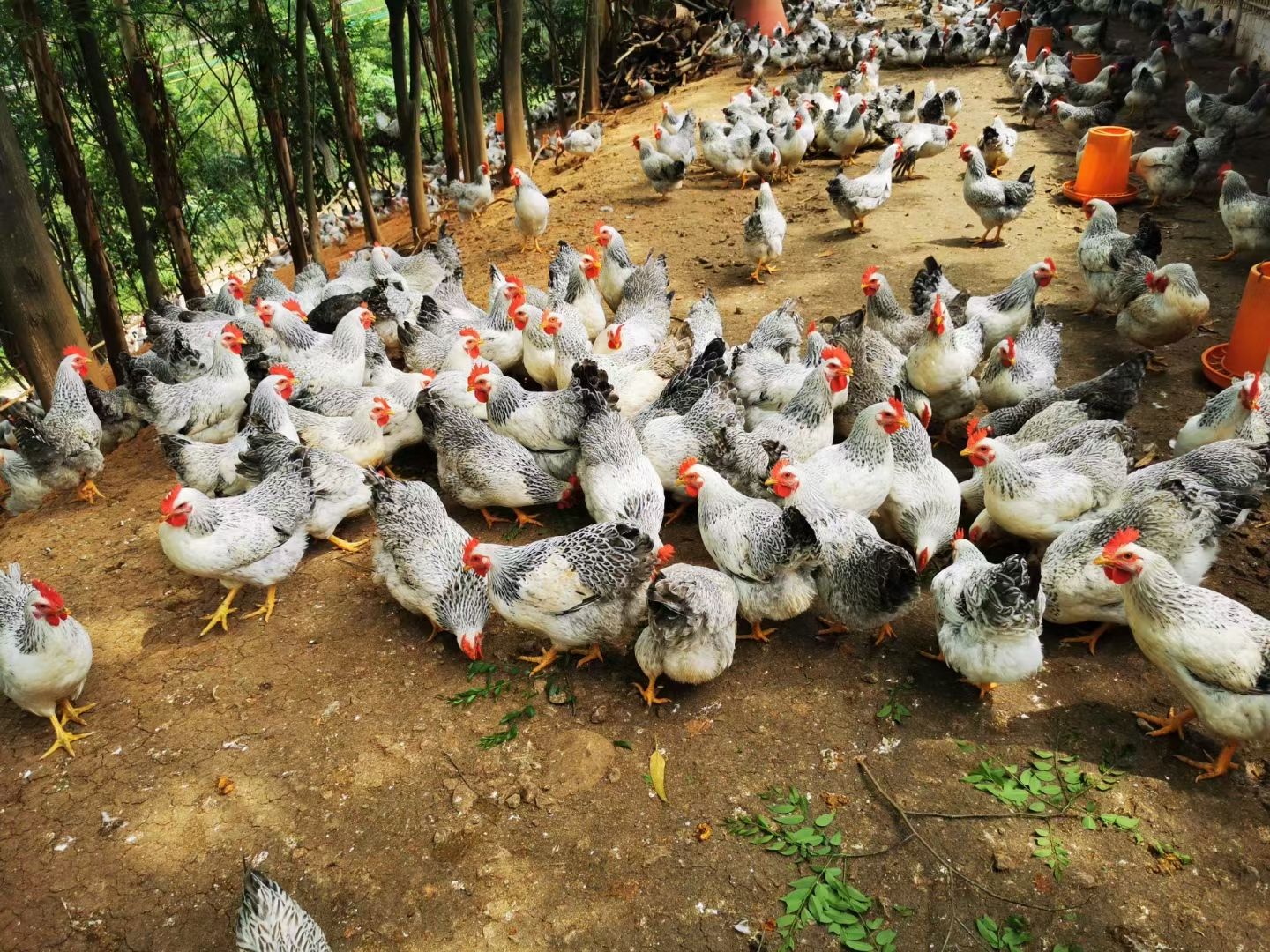 [芦花鸡批发]126天芦花鸡出售价格8.4元/只 - 惠农网