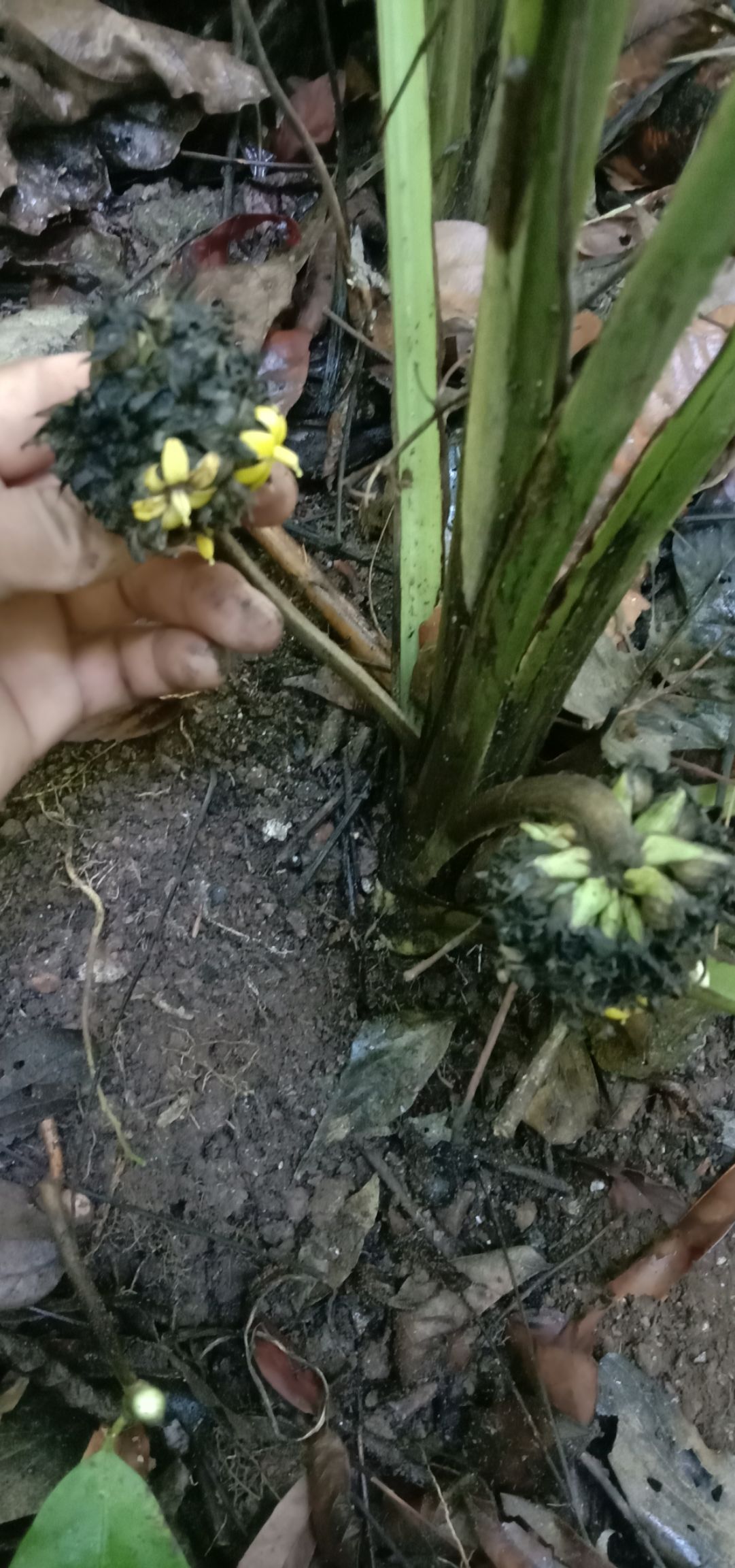 中药材 大叶仙茅需要联系 我.