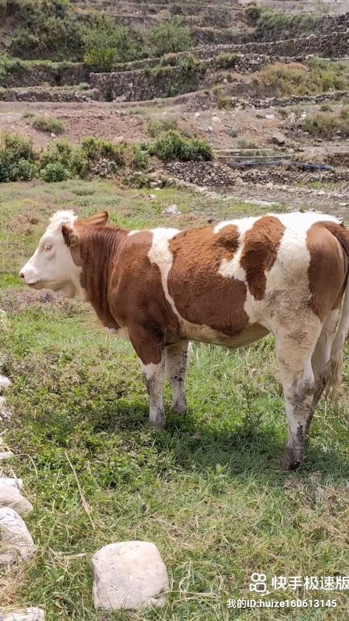 西门塔尔牛西门塔尔小母牛500斤到600斤