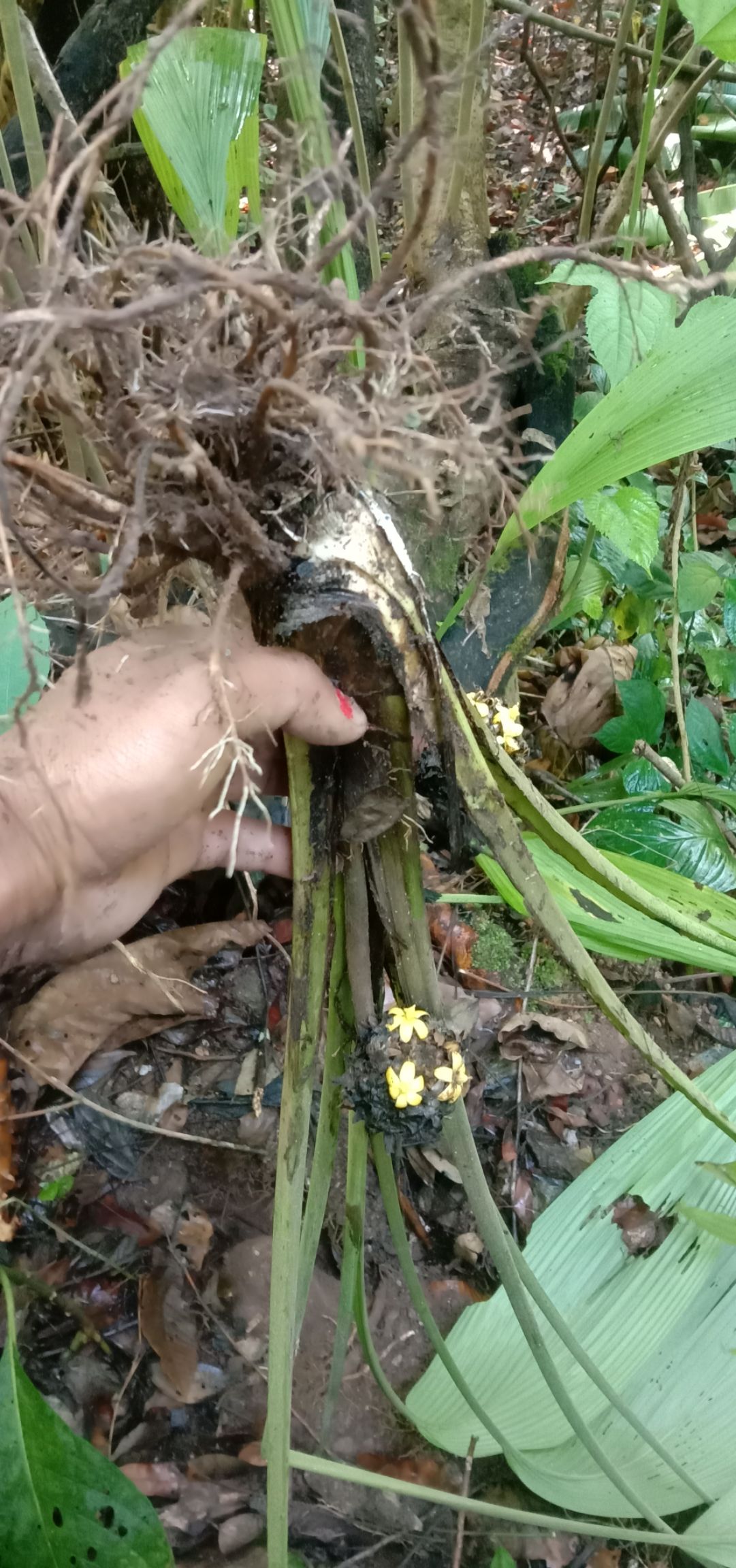 中药材 大叶仙茅需要联系 我.
