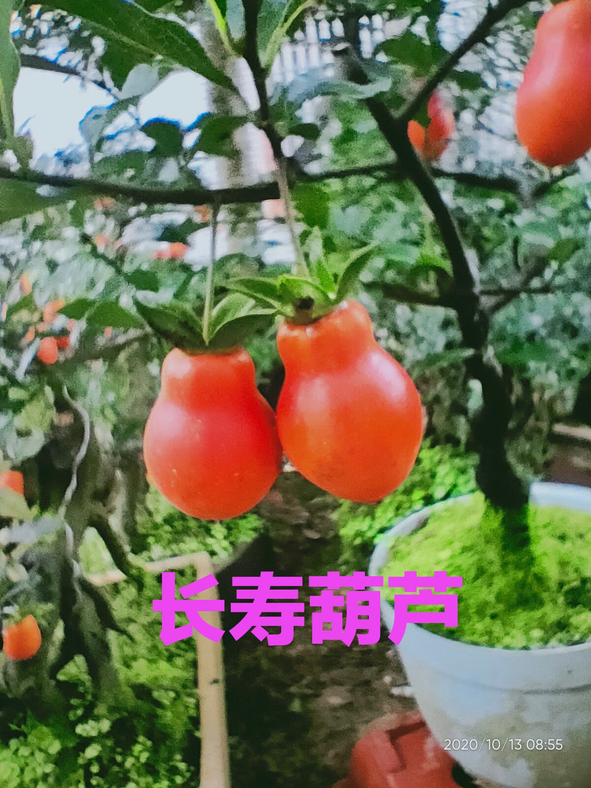 金弹子长寿葫芦果