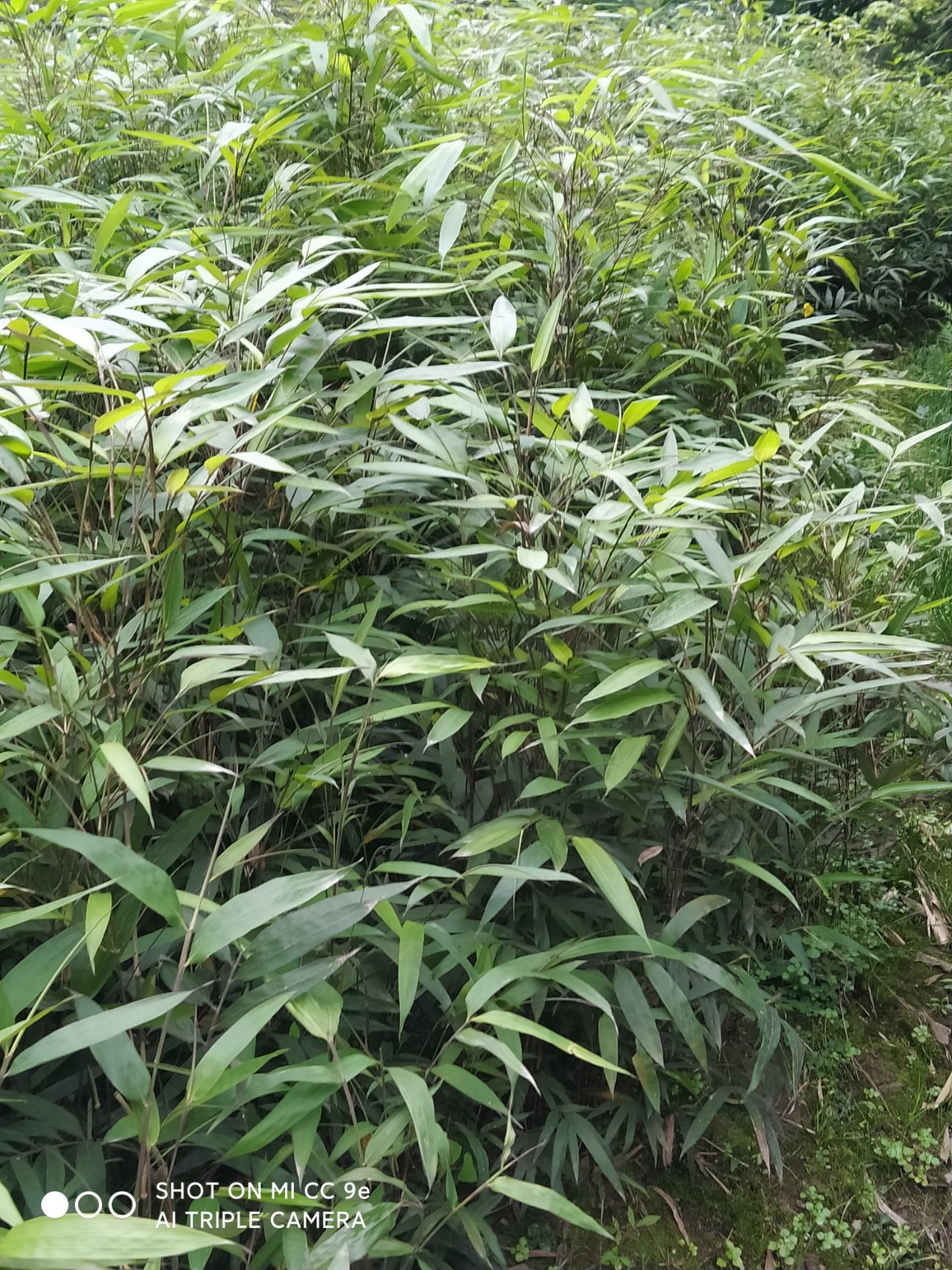 方竹苗