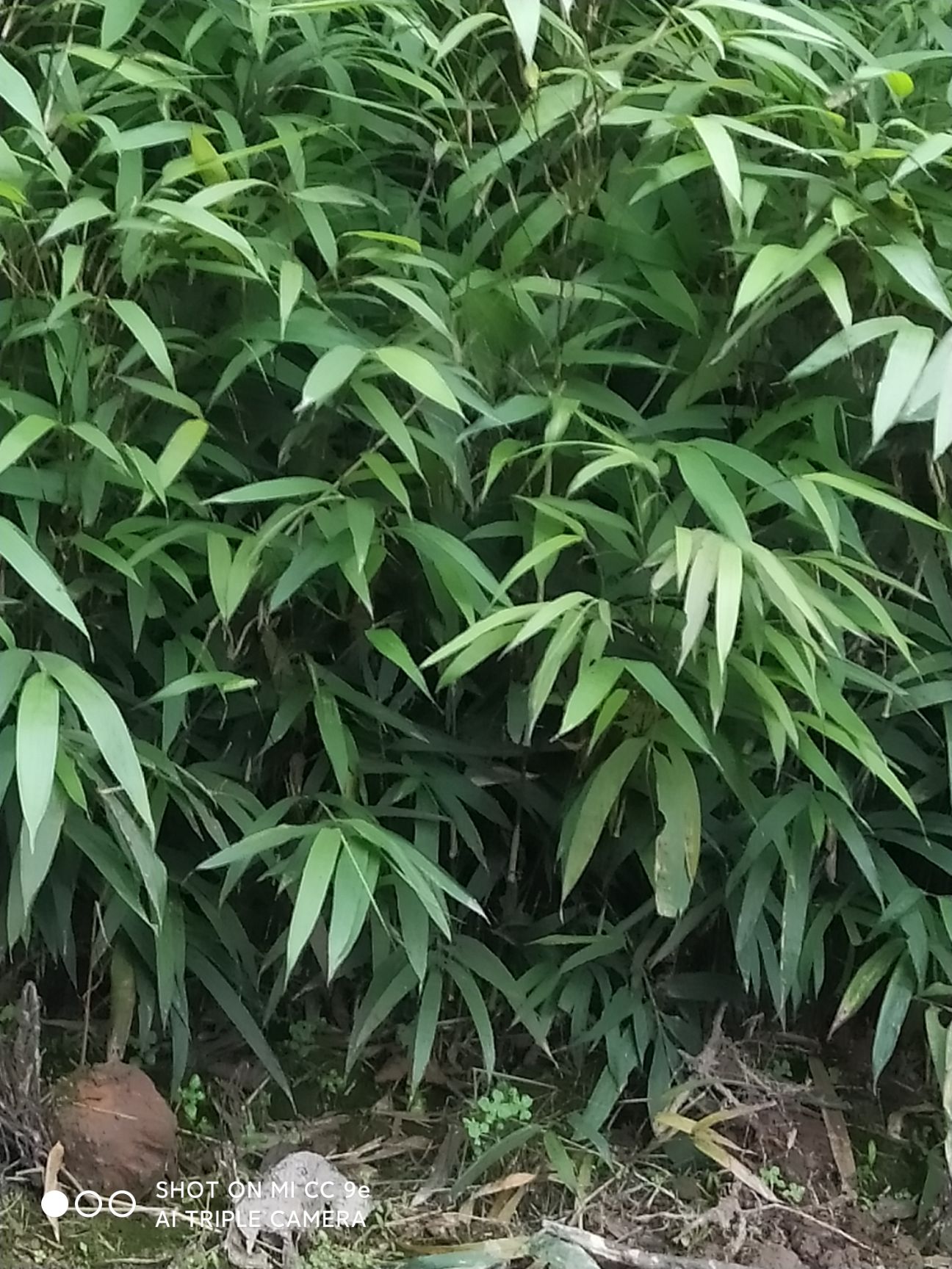 方竹苗