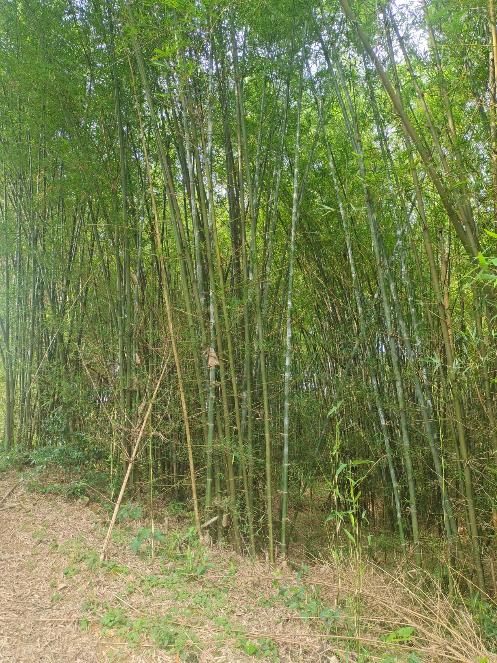 [竹子批发]竹子 价格4元/棵 - 惠农网