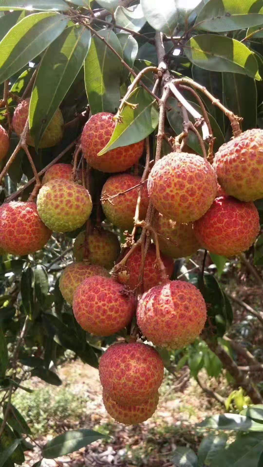 黑叶荔枝 广西钦州市钦北区荔枝大量上市,欢迎各地方老板来采购,价格