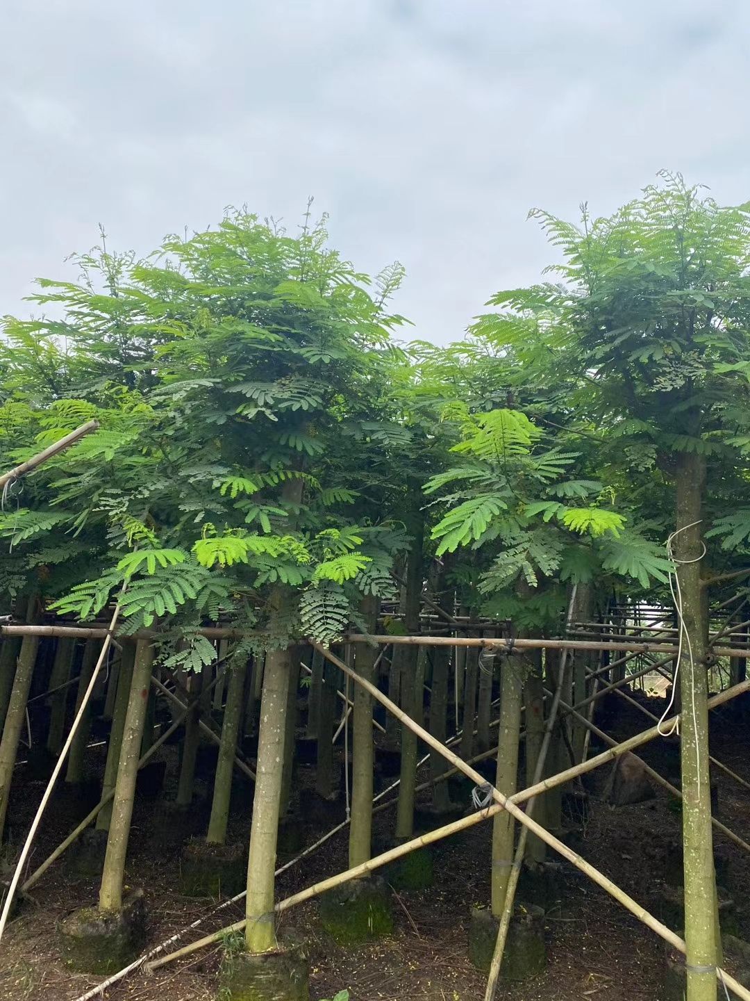 广东苗木种植基地供应:南洋楹 袋苗/假植苗 各种规格