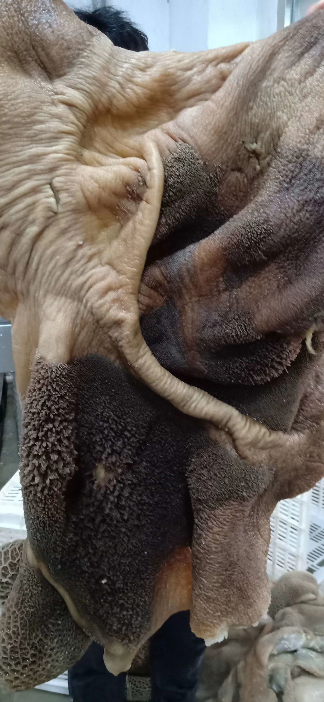 牛肚 牛大肚