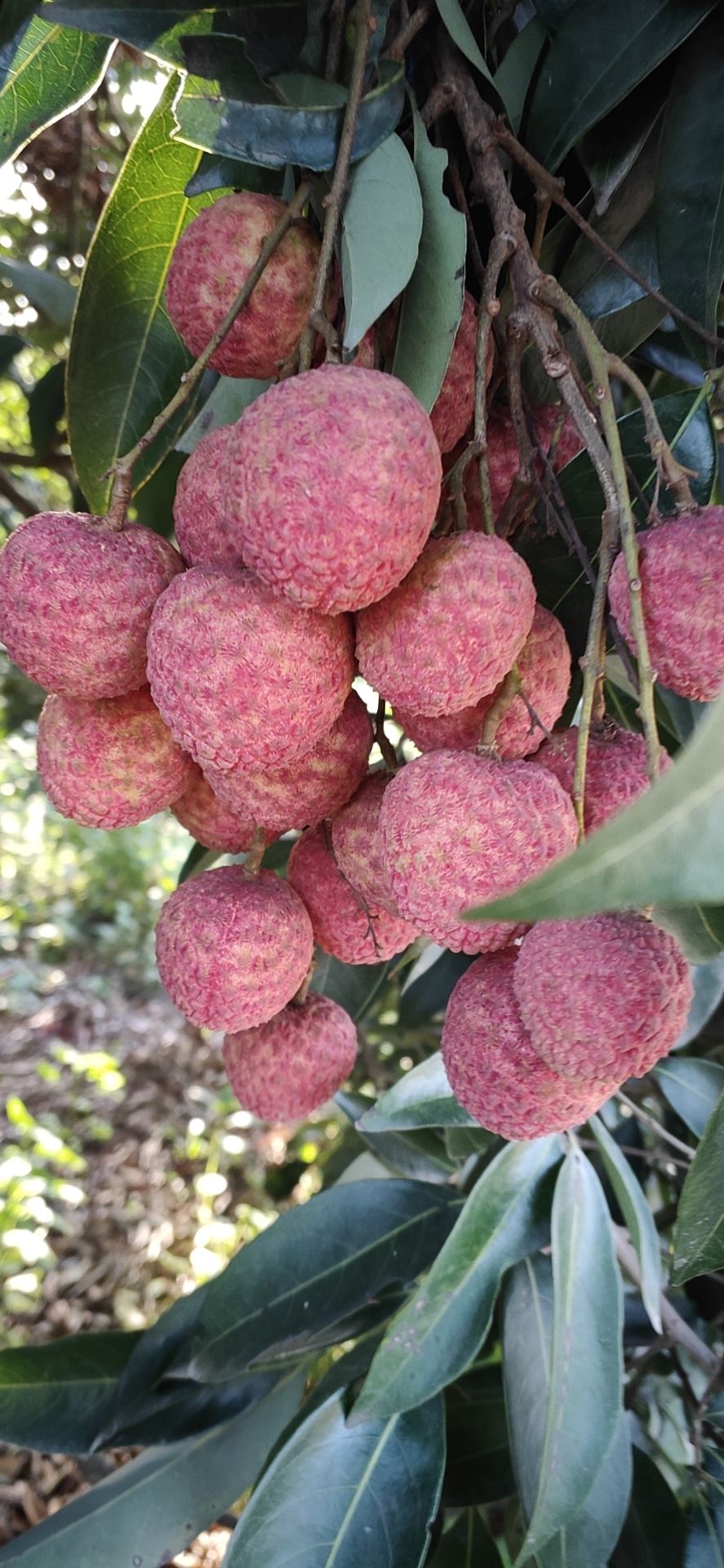 白蜡荔枝 荔枝.白蜡