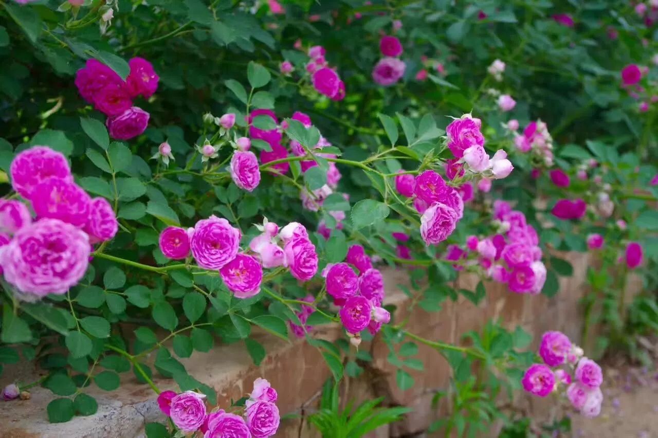 红花蔷薇无刺粉团蔷薇品种月季七姊妹蔷薇花南北方陆地种植盆栽