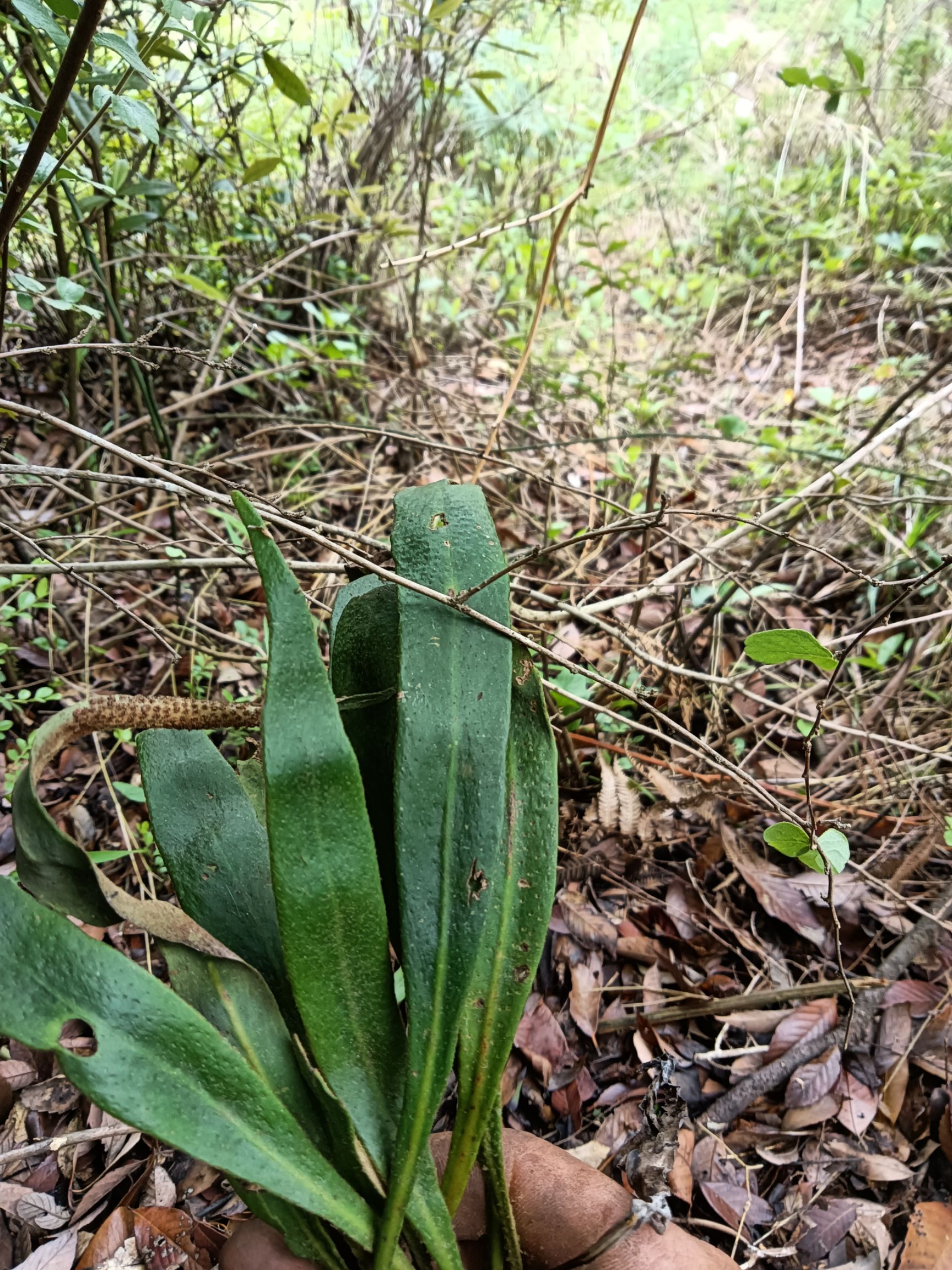 化石草