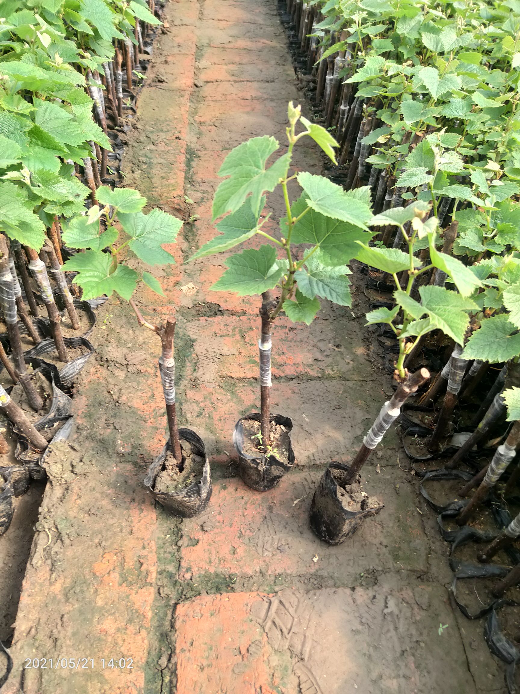 巨峰葡萄苗 吉林批发绿碗苗,着色香,茉莉香,巨峰,夏黑