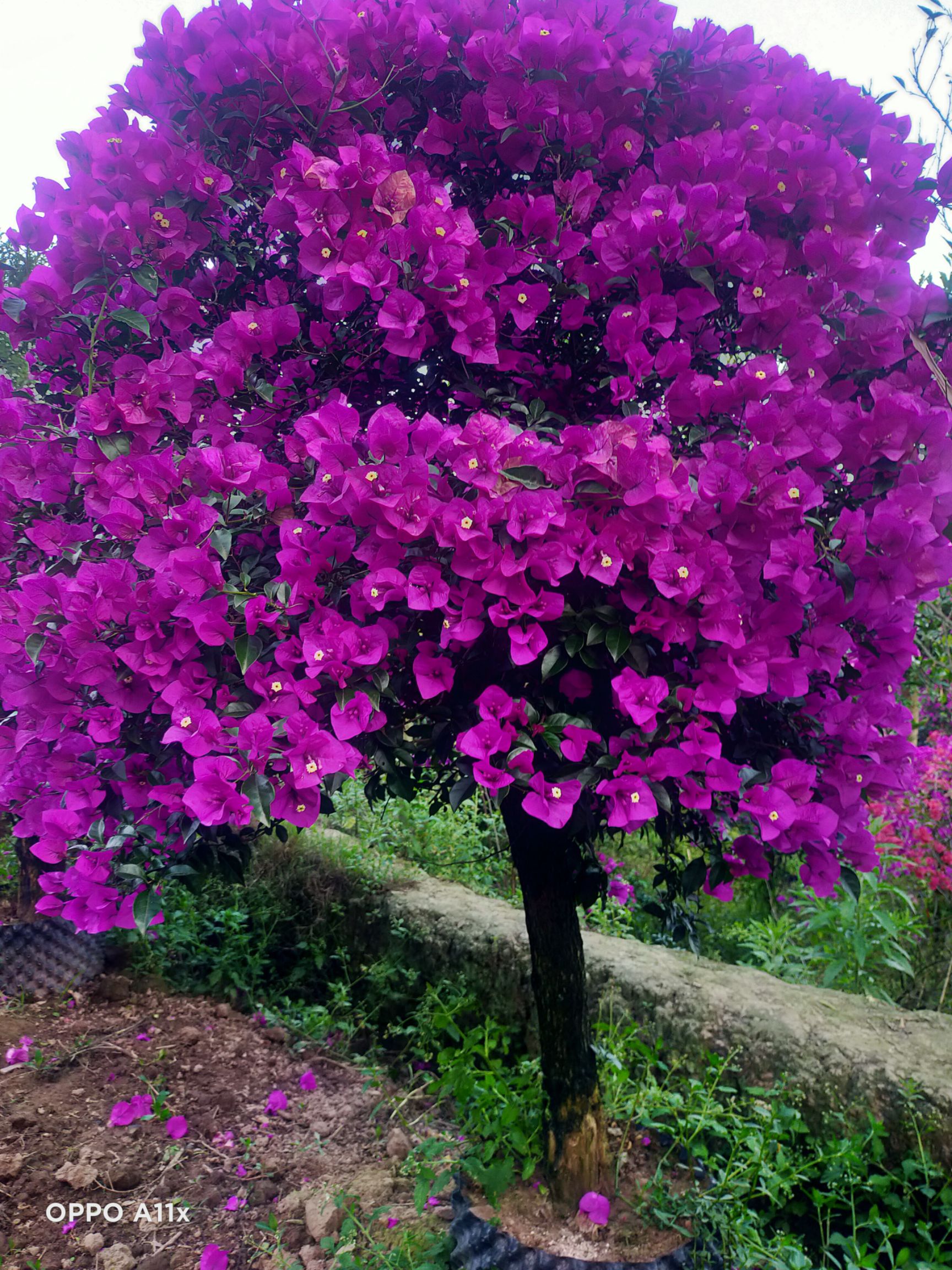 紫花三角梅球大量供应