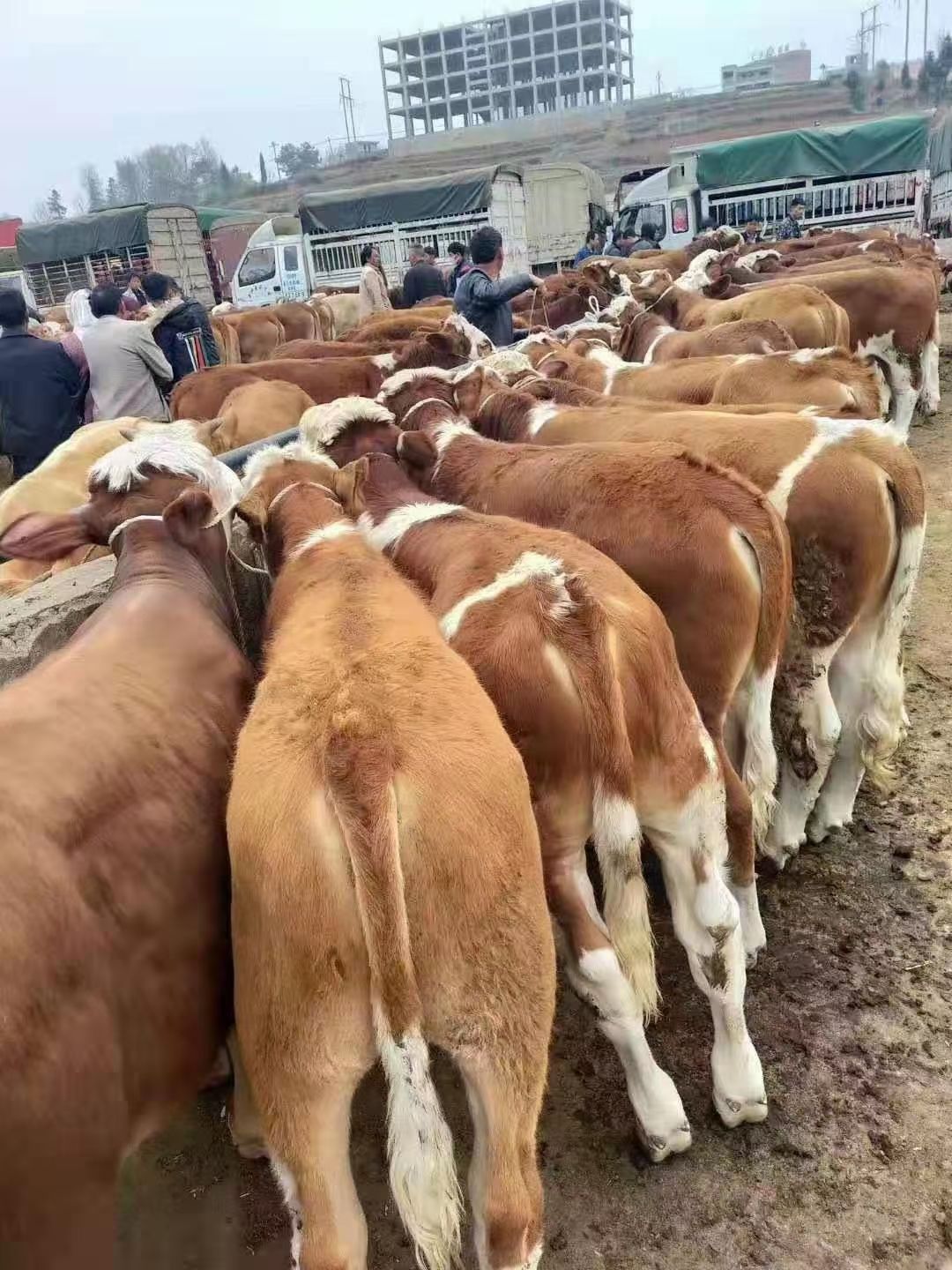 西门塔尔牛 精品四代西门塔尔,小母牛,小公牛四到六百斤左右的大量