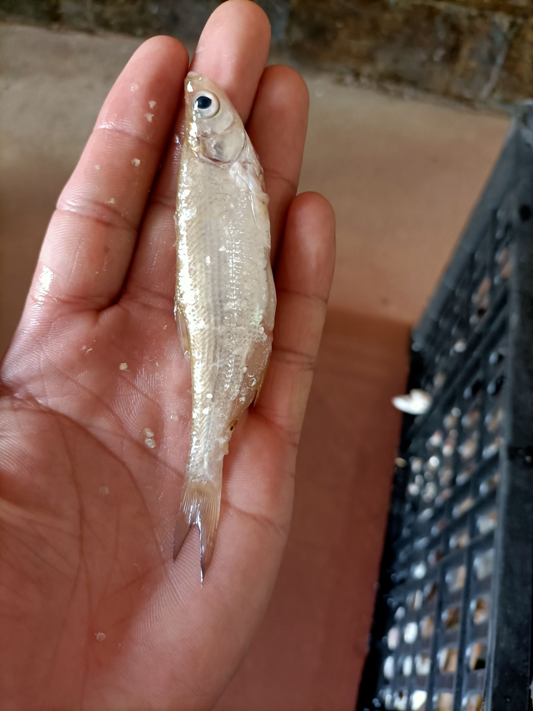 白 板小白条,猫粮,饲料鱼