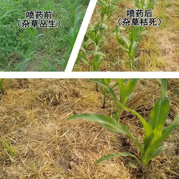 烟嘧磺隆 玉米苗后专用除草剂批发玉米地杂草烂根玉米田除草安全型不