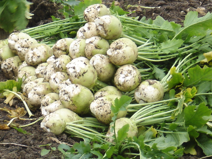 黄蔓菁新鲜大头菜基地直接出货诚信经营