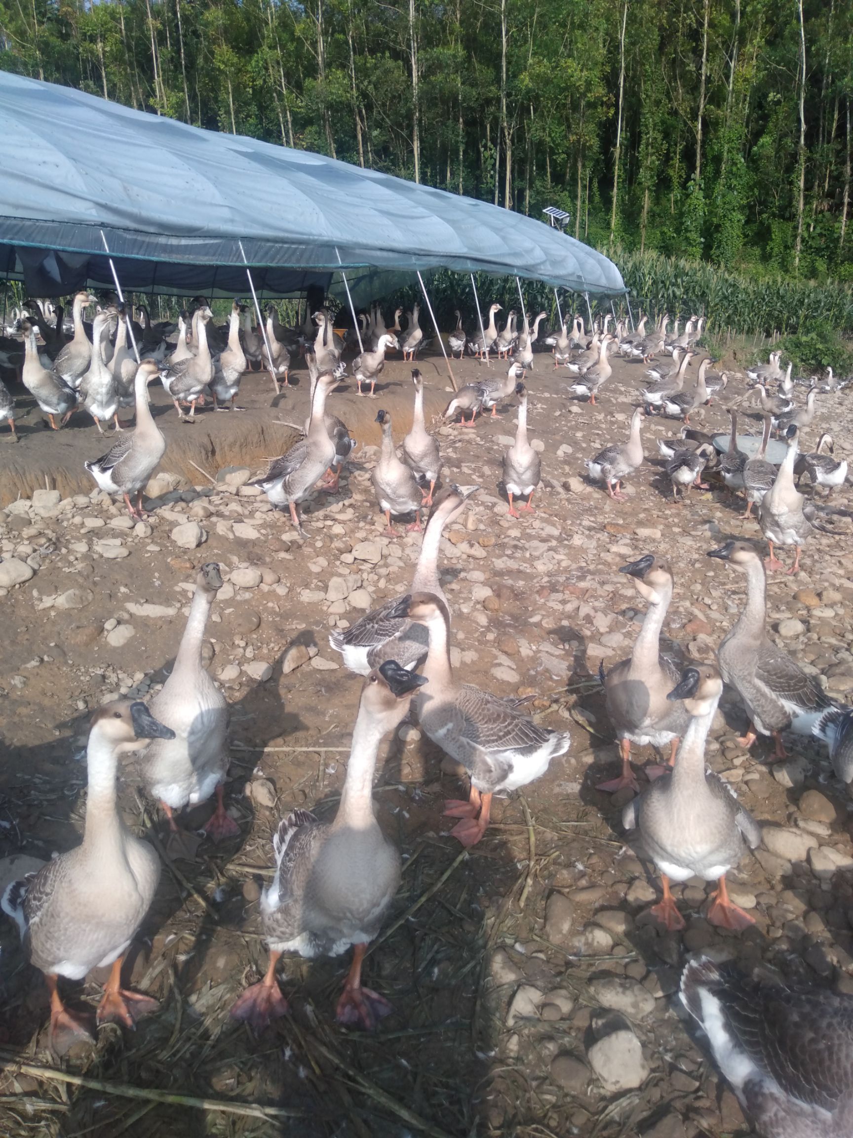 肉鹅 山泉水大白沙鹅