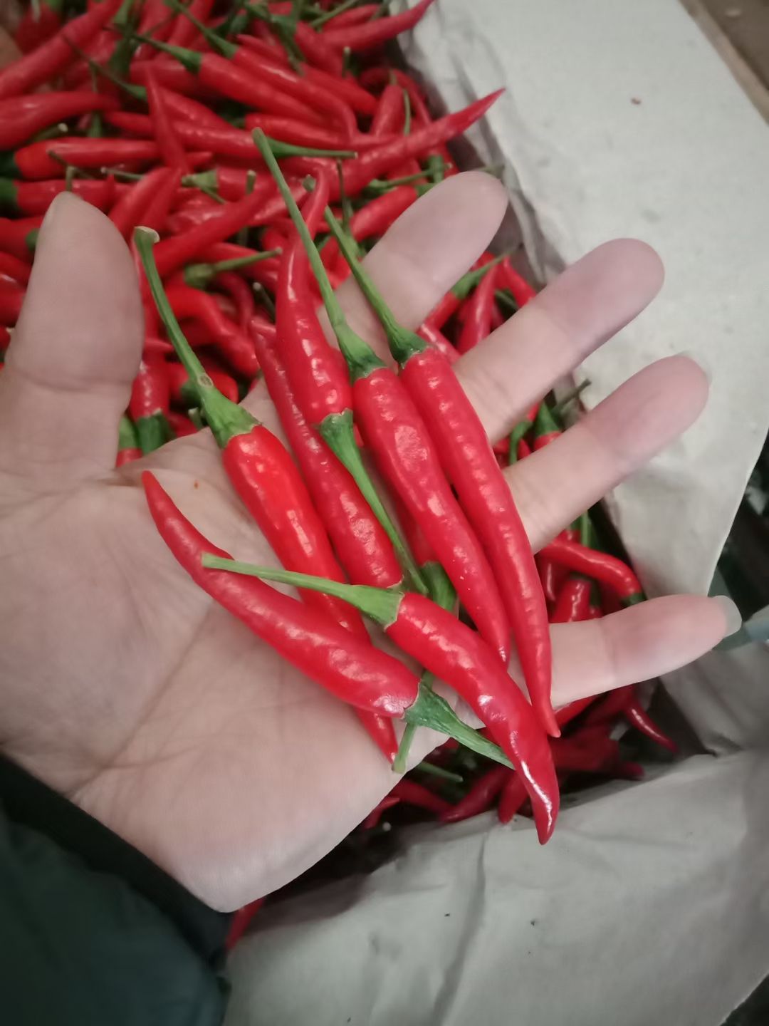 小米椒,新鲜,辣度好