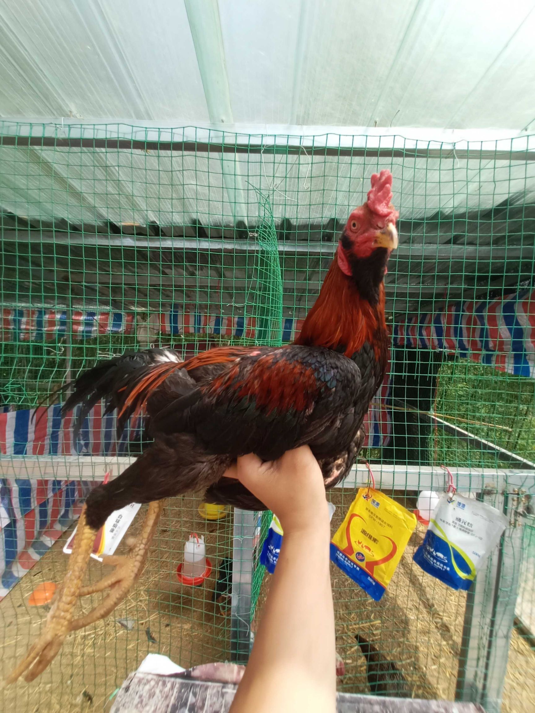 越缅,泰国盖大斗鸡,母鸡公鸡都有