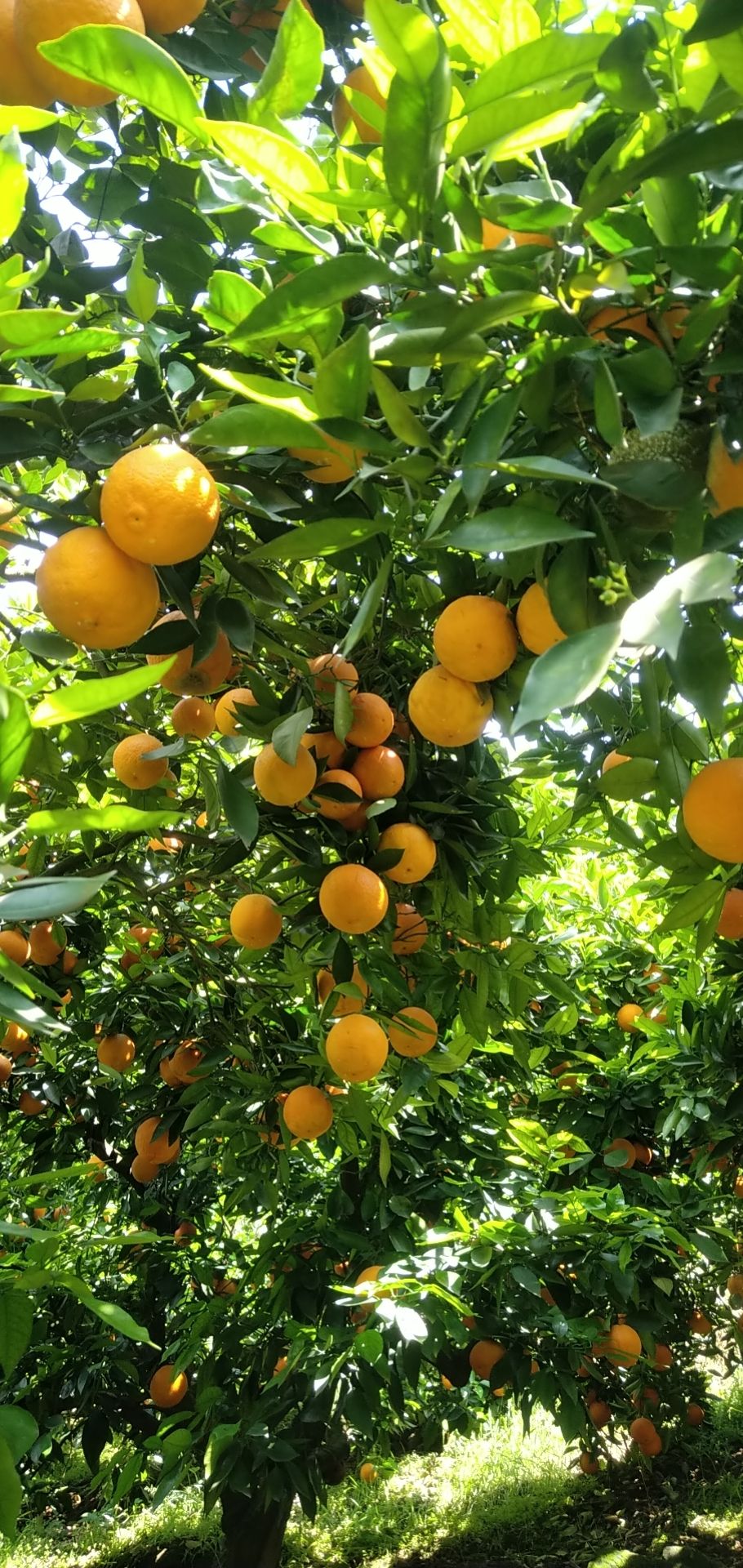 湖北秭归县秭归脐橙 夏橙大量上市果大汁多 口感甜 产地一手货源