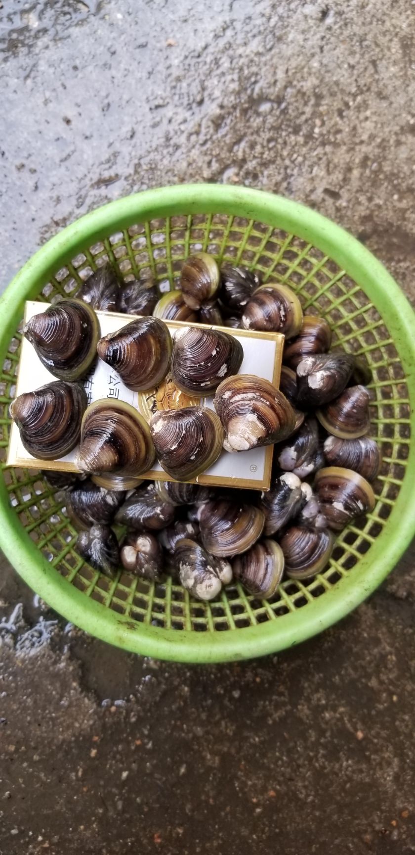 黄蚬子 淡水