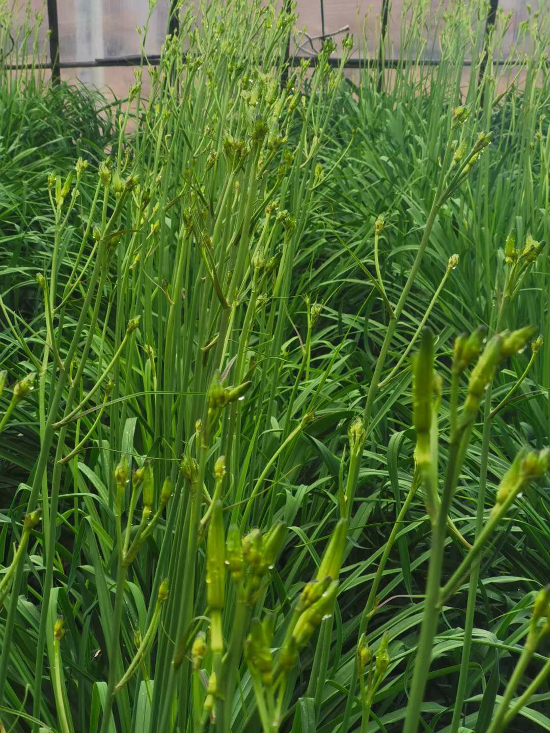 新鲜黄花菜精品鲜黄花菜