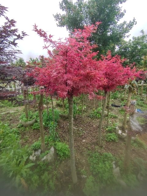 日本红枫红小袖槭树品种红枫