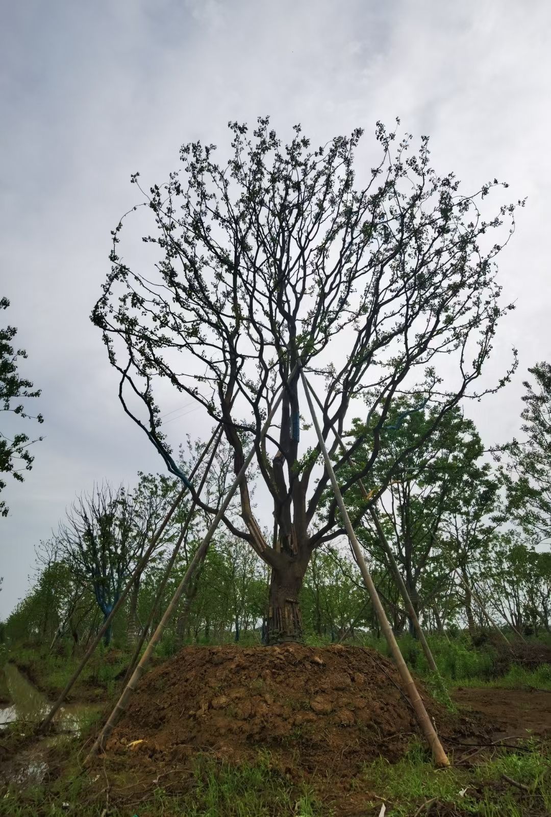 安徽丛生朴树基地肥西移植丛生朴树基地