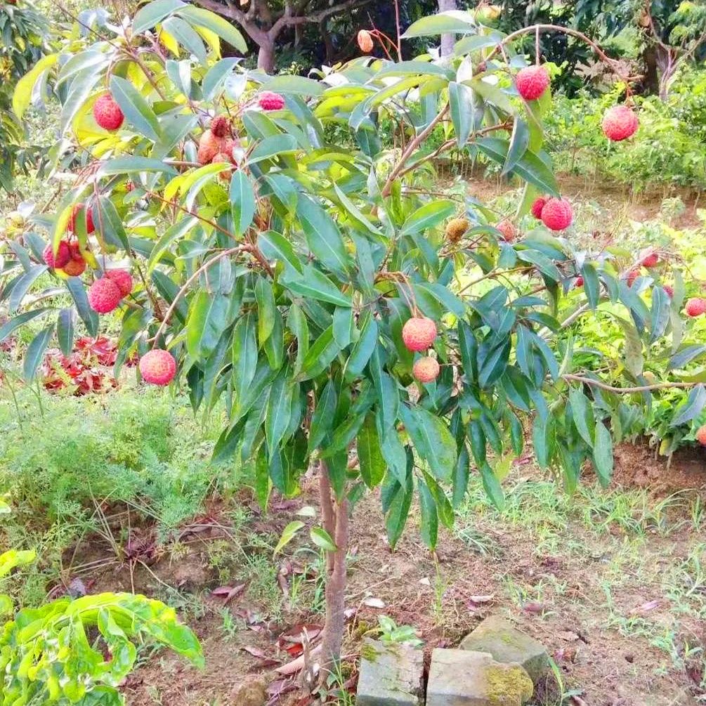 荔枝苗荔枝王果苗嫁接荔枝树苗当年结果无核荔枝妃子笑包邮