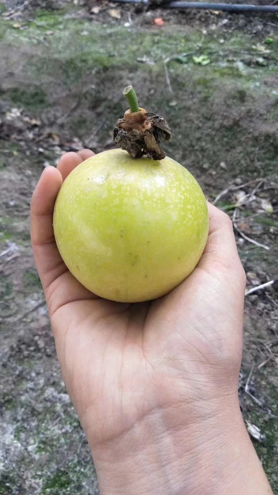 海南黄金百香果