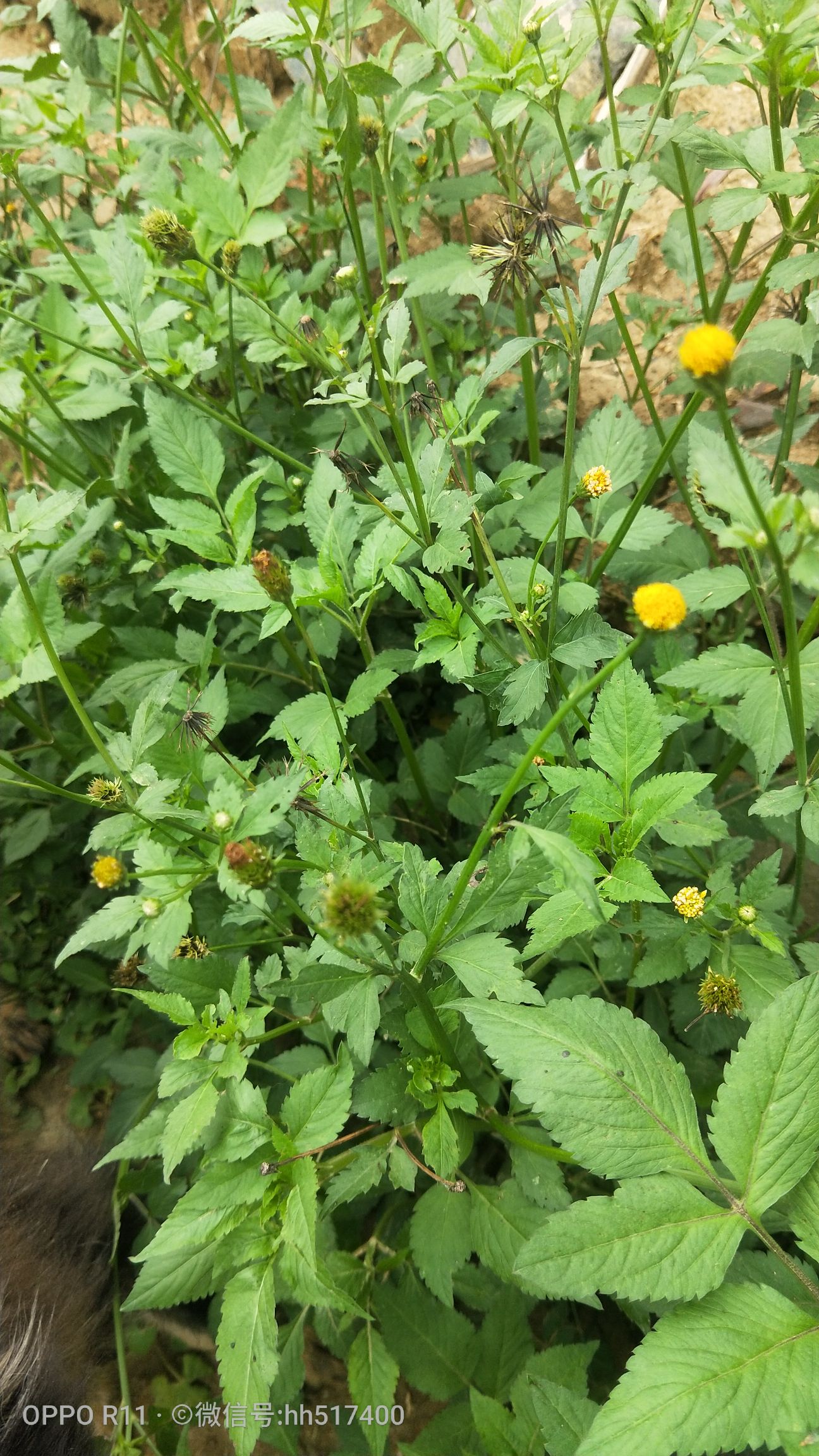 供应大厅  中药材  鬼针草 收藏 分享