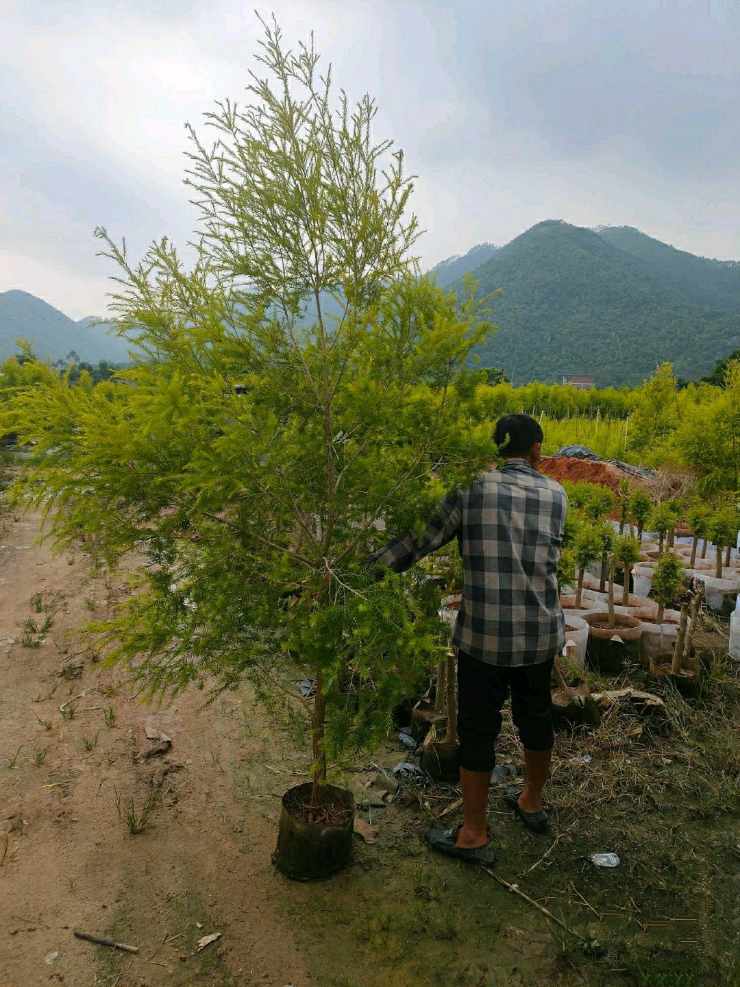 漳州种植基地黄金香柳自产自销小苗中苗球形自然形棒棒糖形