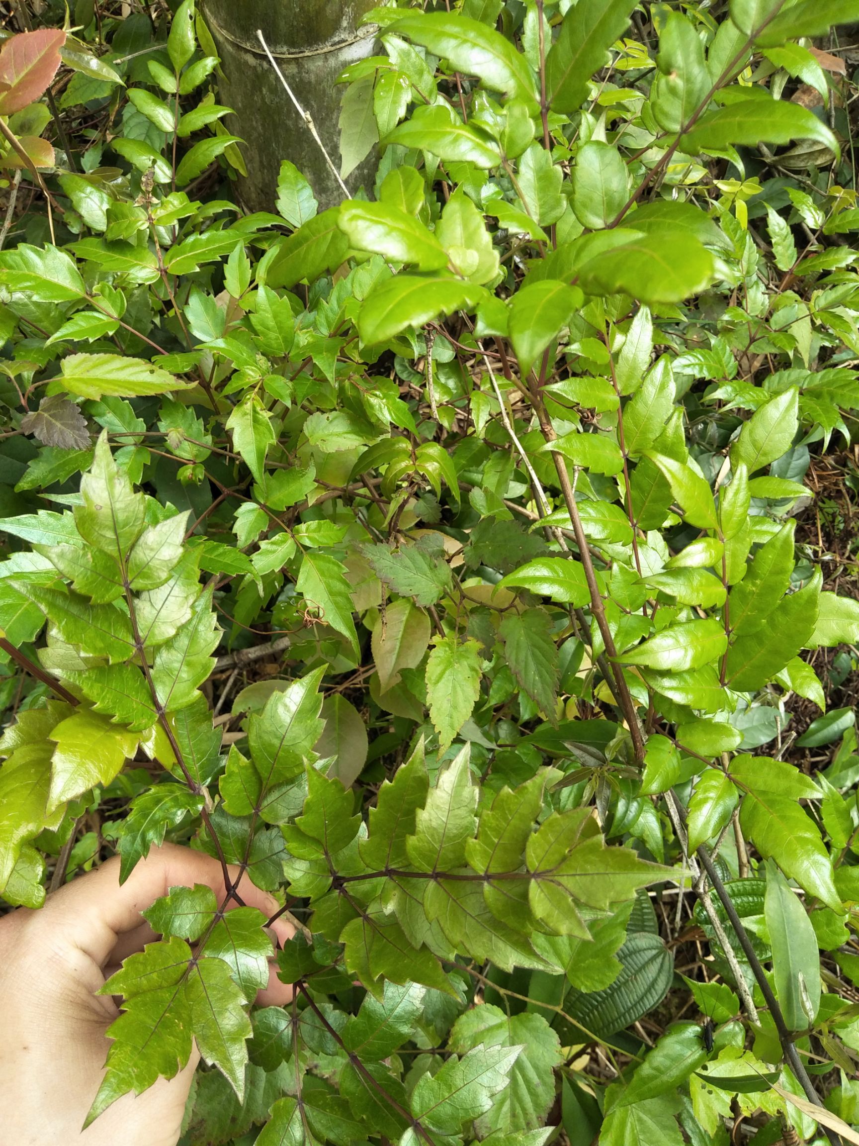 藤茶,银藤茶,白茶,莓茶