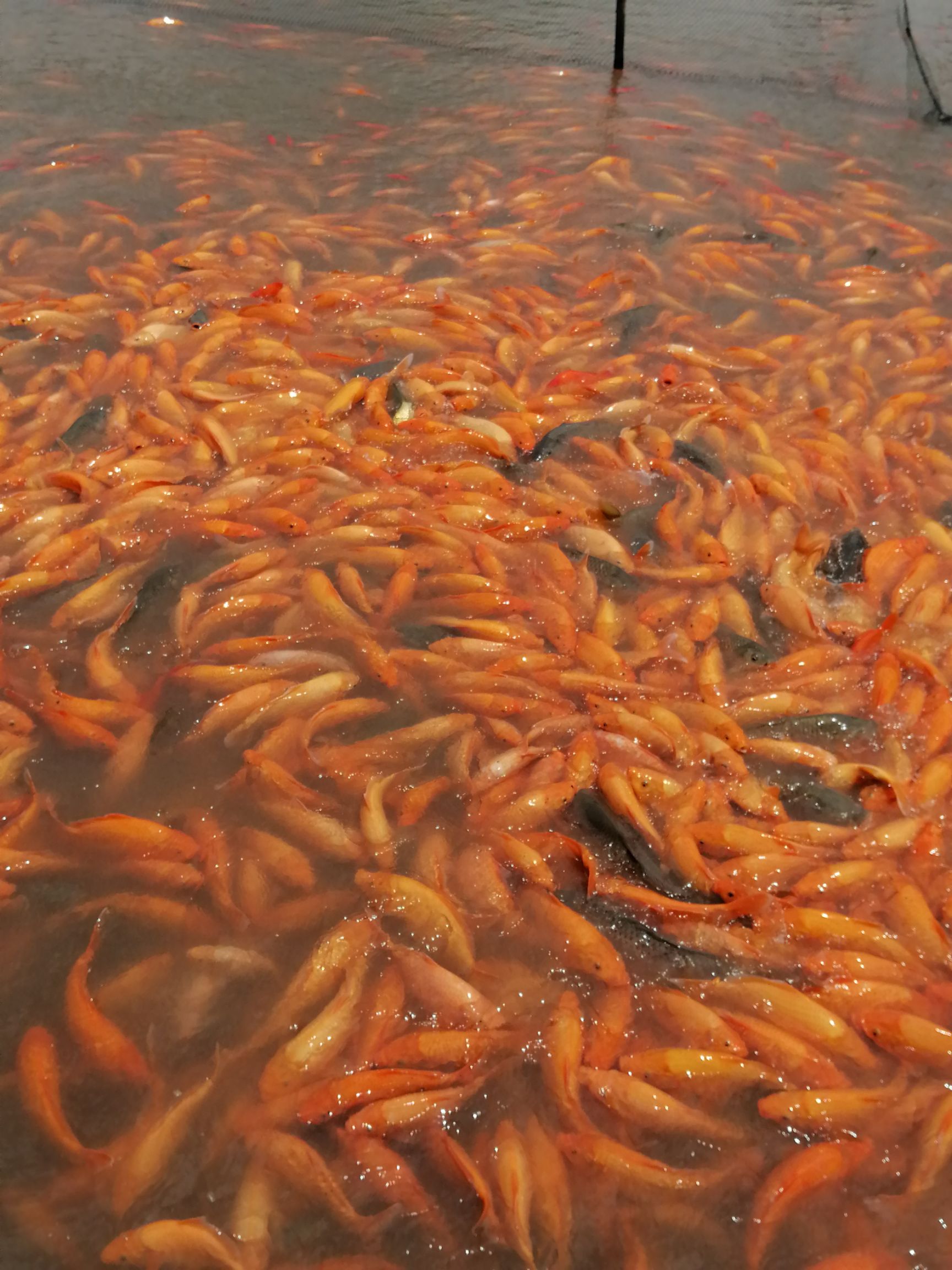 荷包红鲤鱼 食用红鲤鱼成鱼,好吃又好看