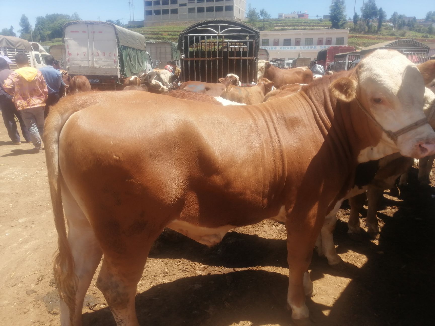 西门塔尔牛 400-600斤 公牛