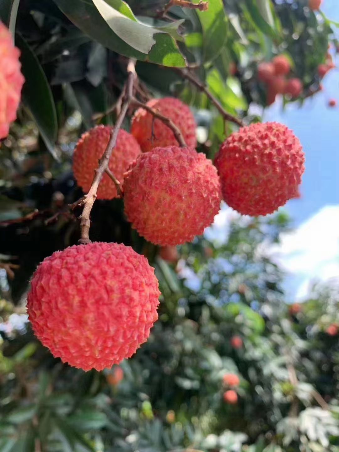 桂味荔枝 灵山桂味上市,满满桂花香的味道