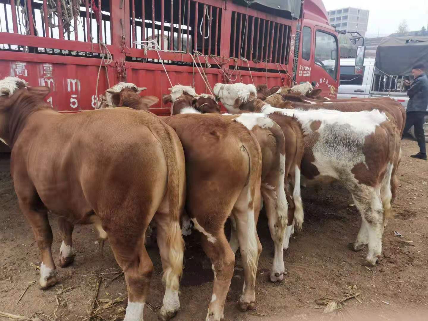 西门塔尔牛  西门塔尔,土黄牛