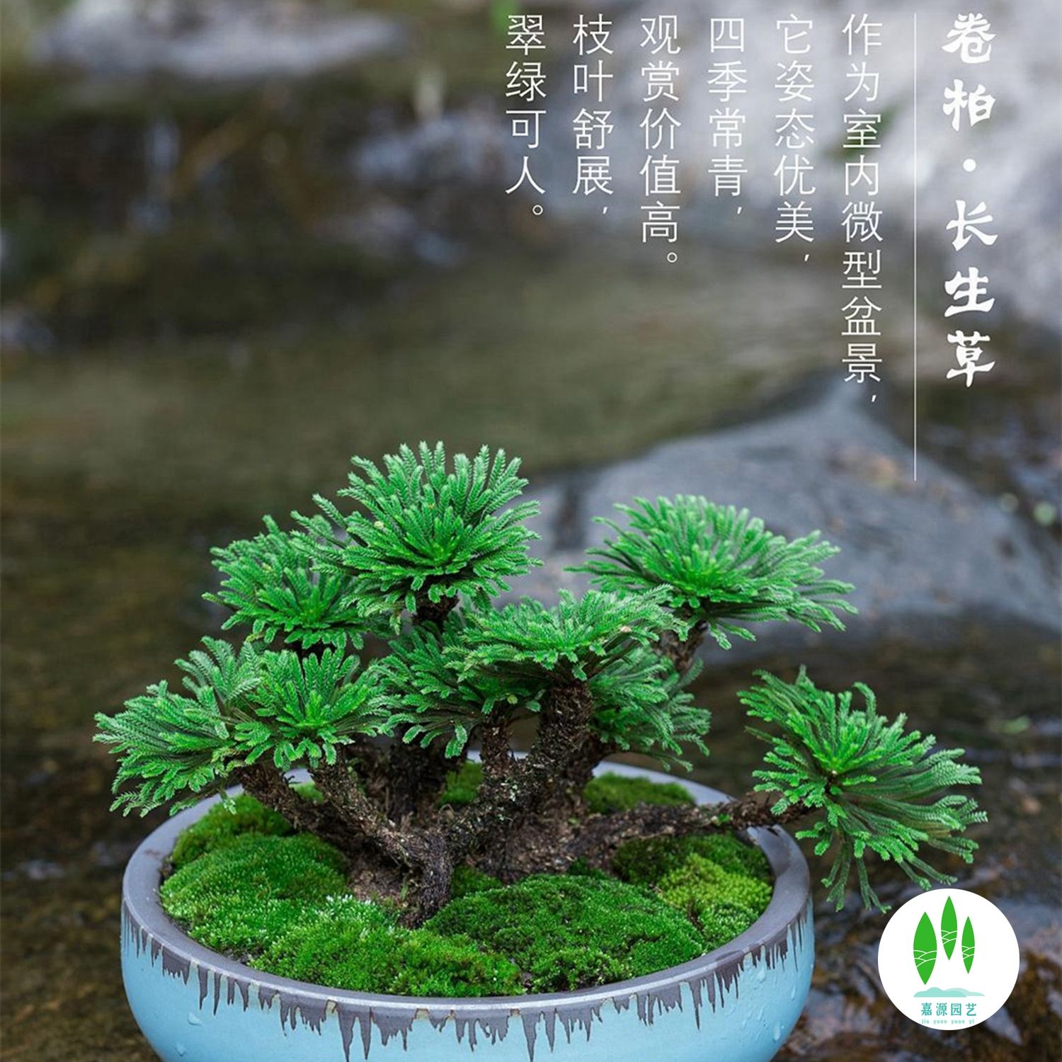 卷柏盆景迷你植物创意盆栽九死还魂草假山绿植吸水石微型盆景花卉