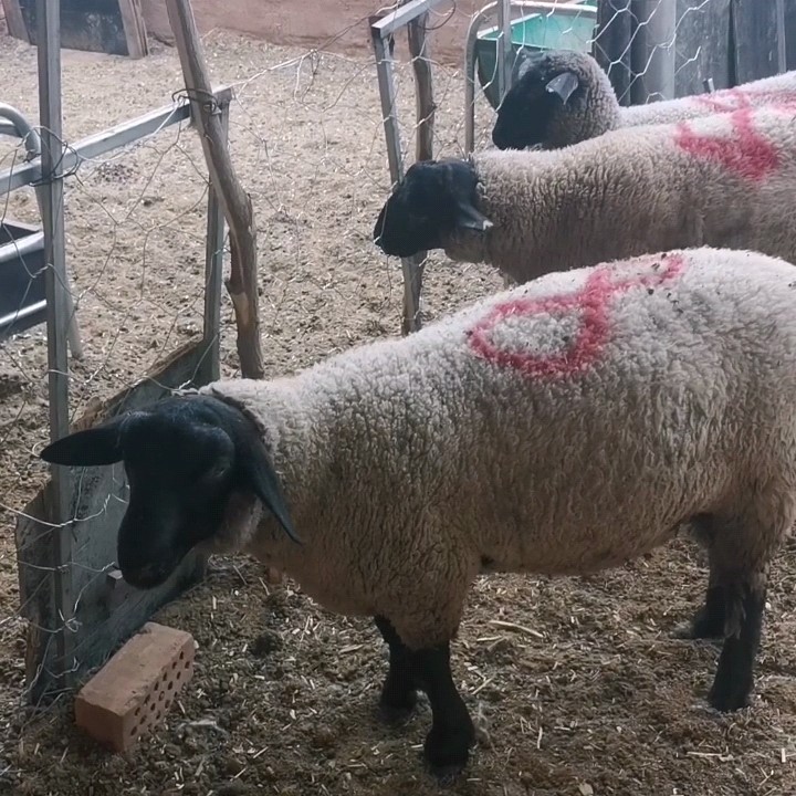 [绵羊批发]绵羊 纯种萨福克公羔子四个多月130斤价格9500元/只 - 惠农