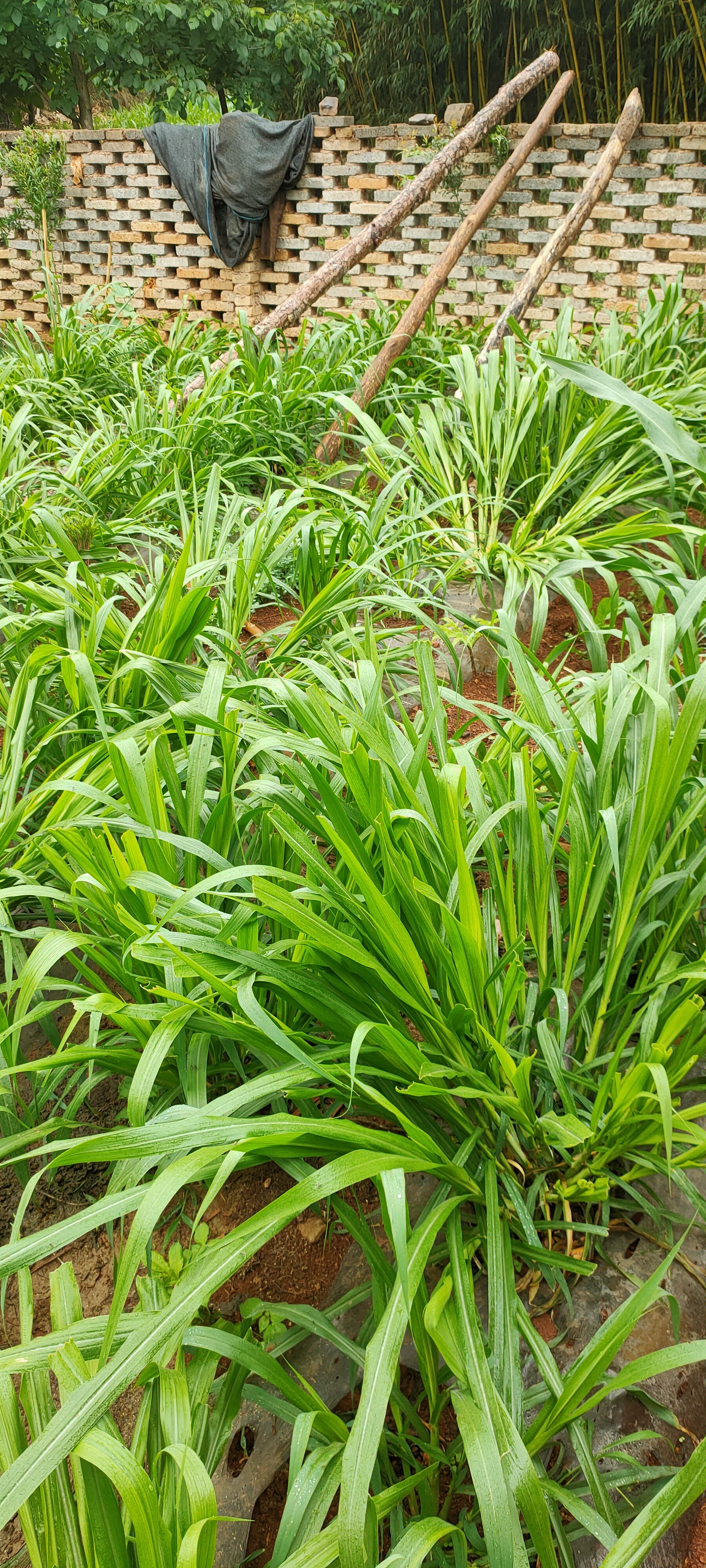 皇竹草种子皇竹草种提供种植技术现砍现发高产皇竹草包邮
