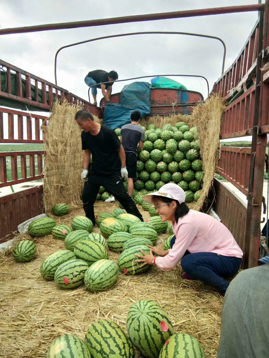 硒砂瓜 甘肃石缝瓜