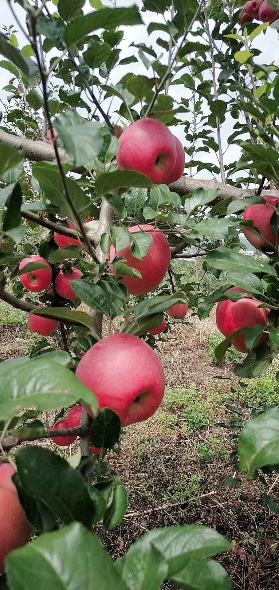 红富士苹果 云南省昭通市昭阳区 光果 纸 膜袋 条红 片红