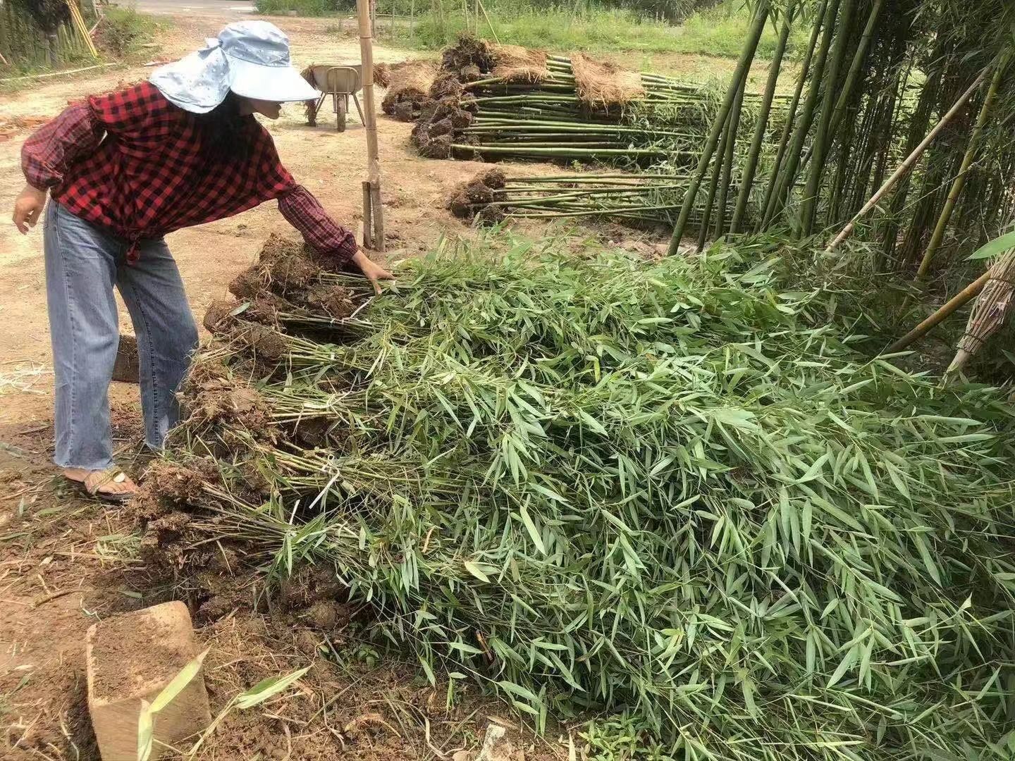 [紫竹批发]竹子苗庭院四季常青树苗北方耐寒紫竹黄金竹苗青竹苗金镶玉