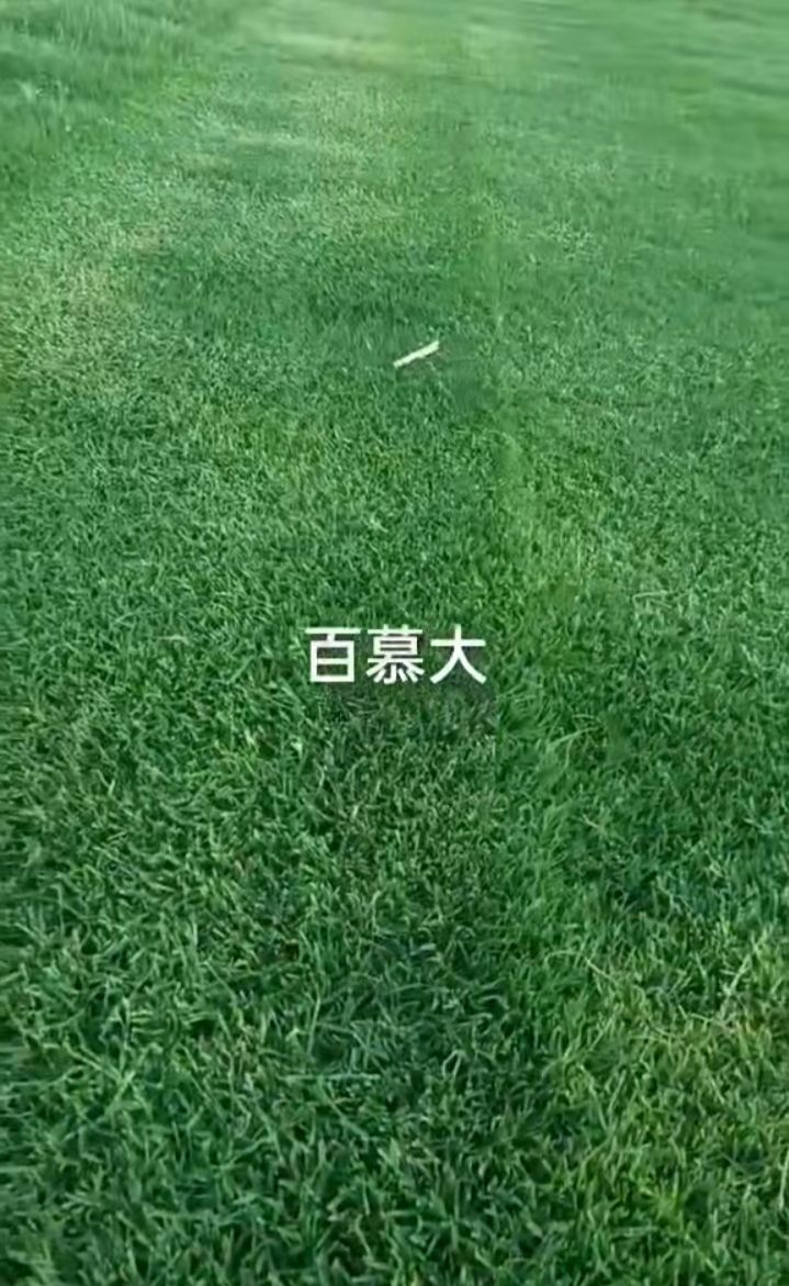 百慕大 草皮