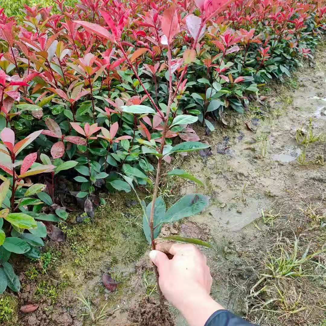 [红叶石楠批发]红叶石楠小苗,球苗价格0.45元/棵 惠农网
