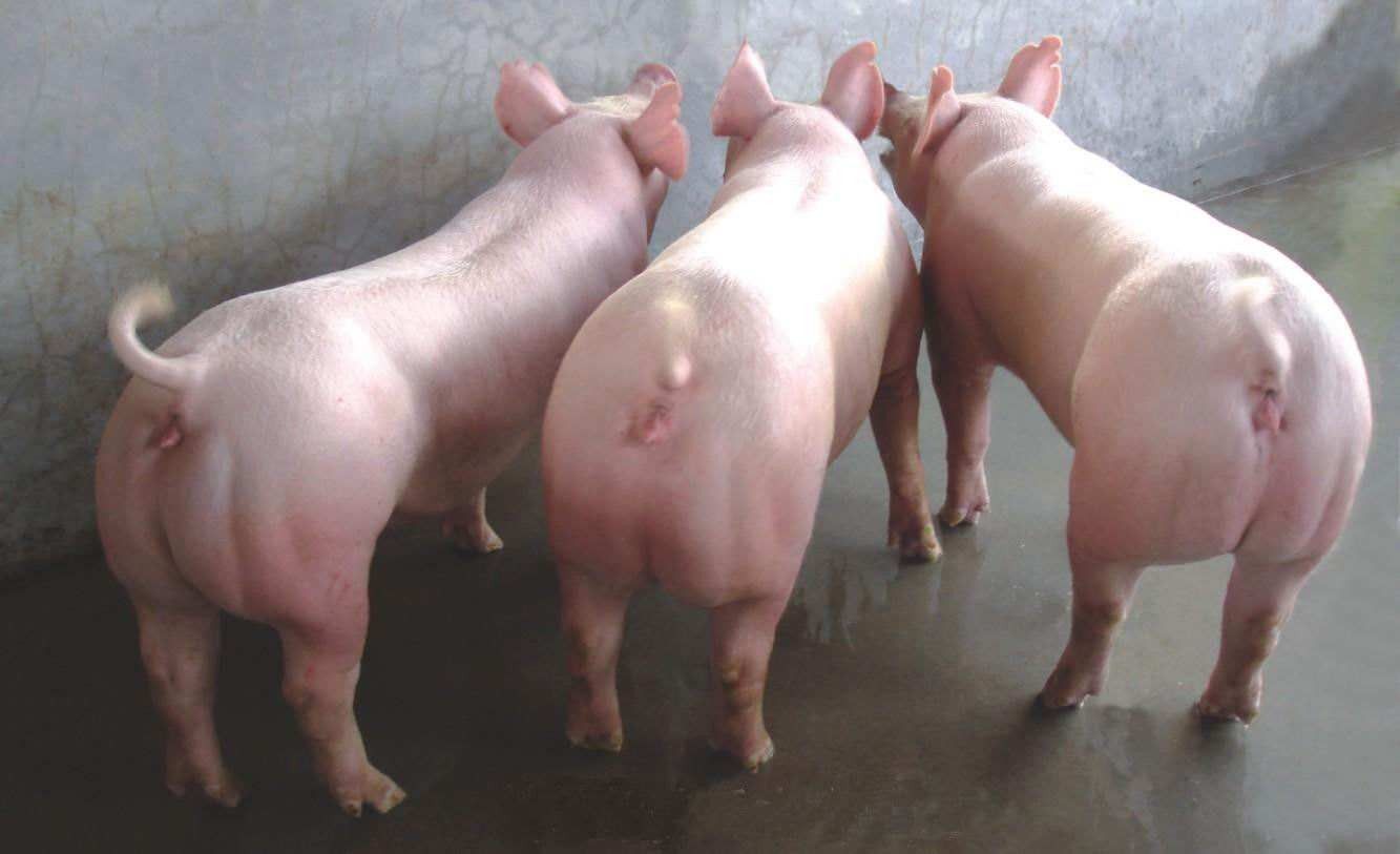 杂交猪 新美系外二元母猪,大白长白母猪,内二元母猪,苏太母猪,猪