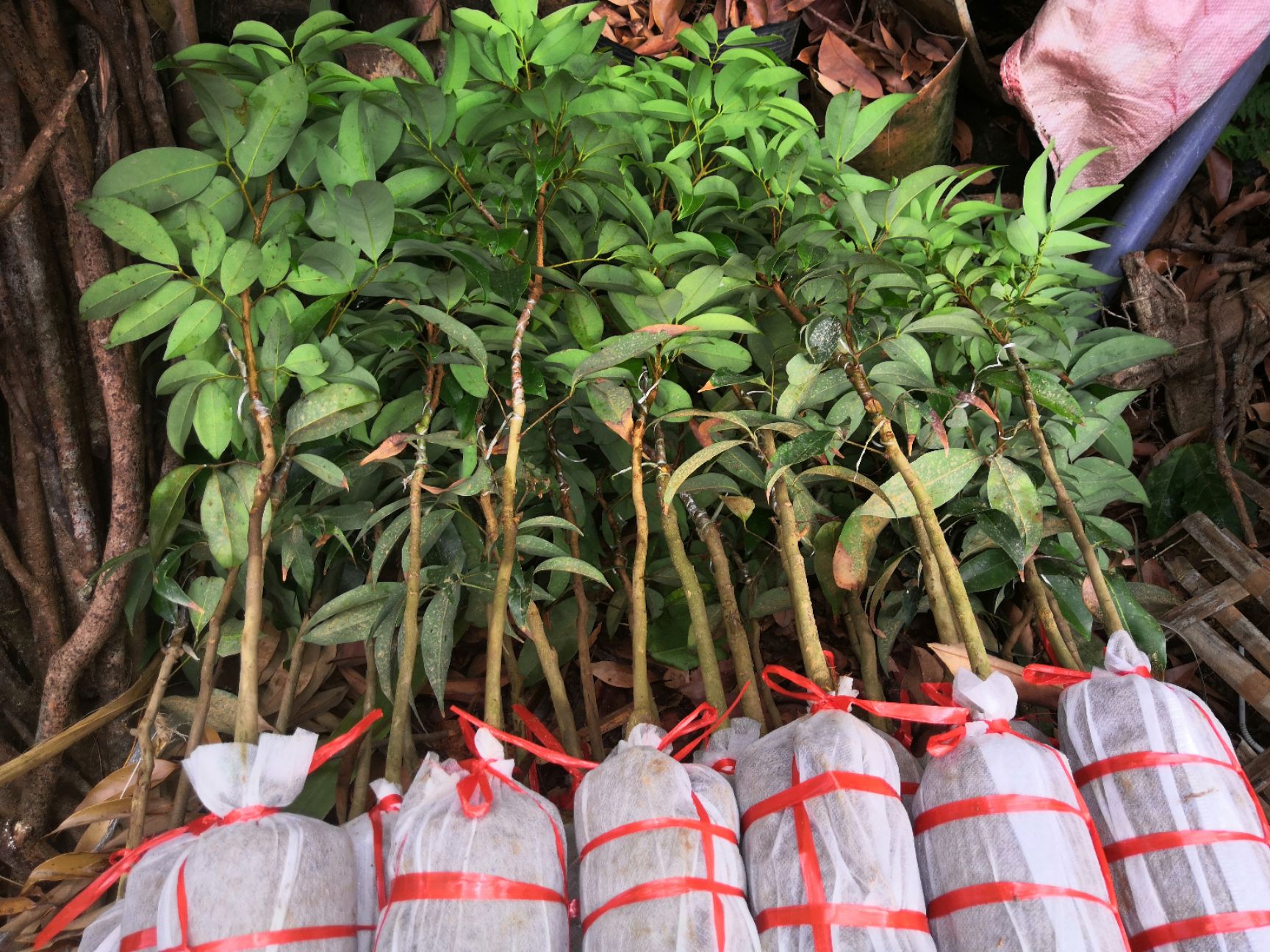 [荔枝王苗批发]荔枝王苗 火山岩荔枝王荔枝嫁接苗紫娘喜荔枝苗价格24